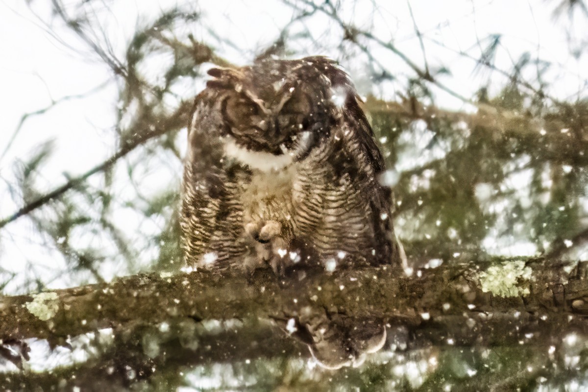 Great Horned Owl - ML613946244