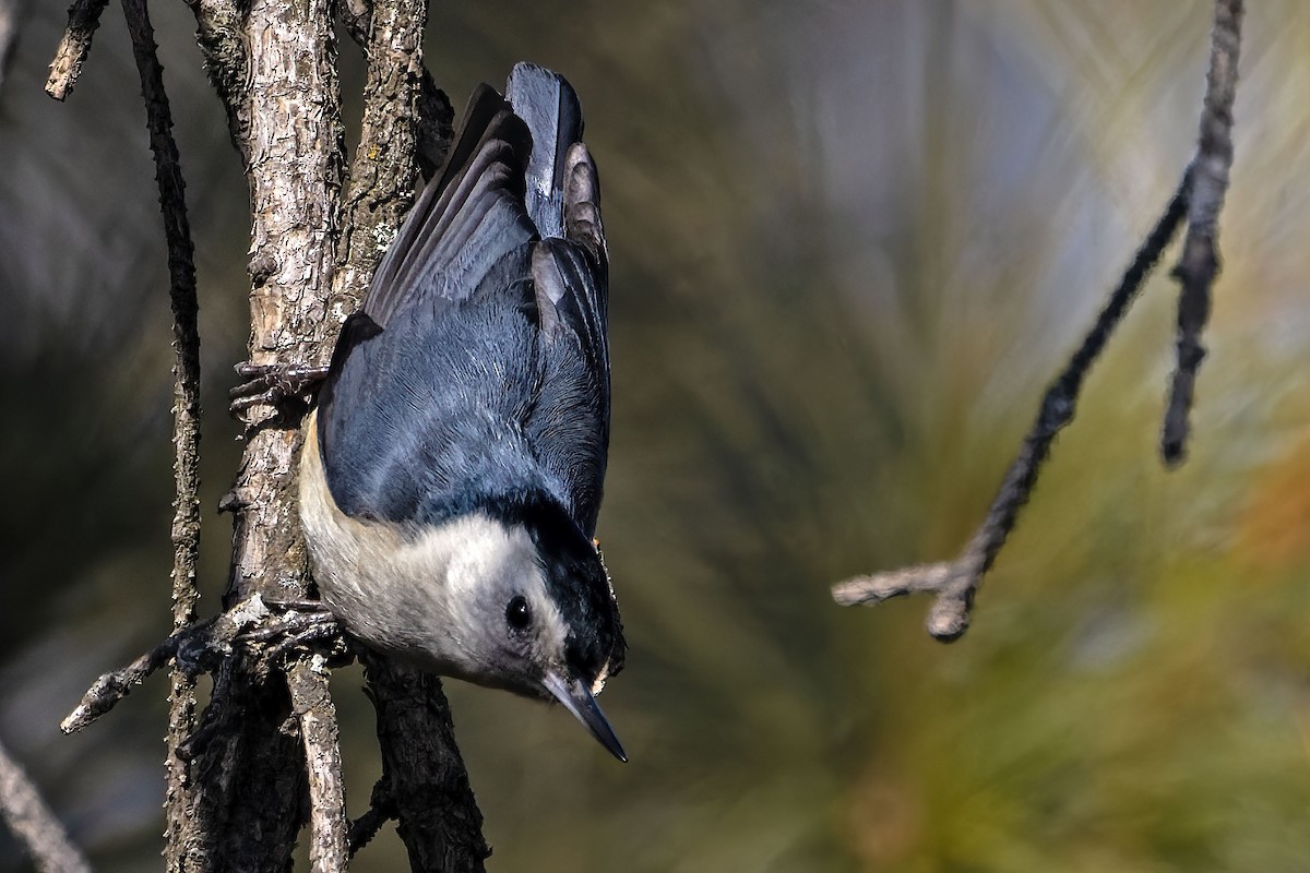 White-cheeked Nuthatch - ML613946488