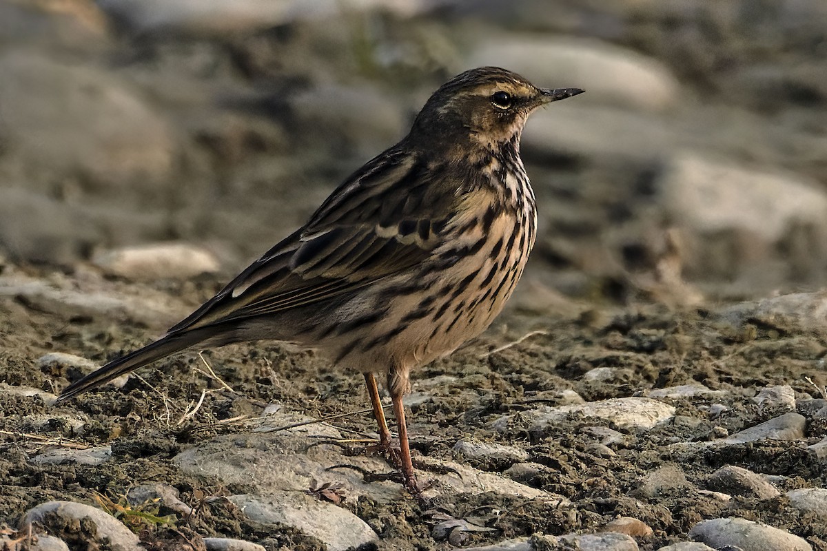 Rosy Pipit - ML613946666