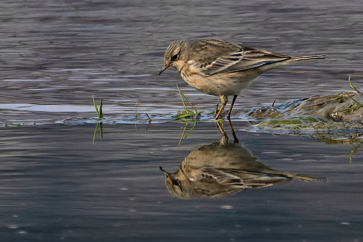 Water Pipit - ML613946673