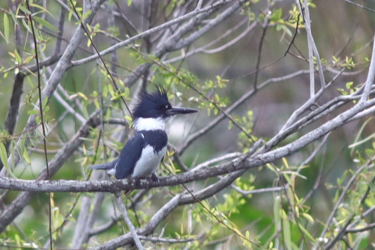 Belted Kingfisher - ML613946952