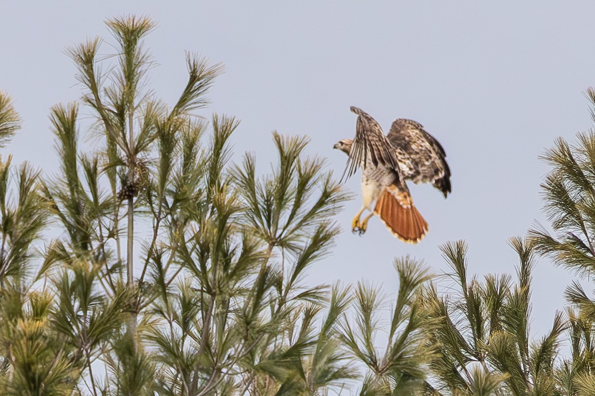 Red-tailed Hawk - ML613947071