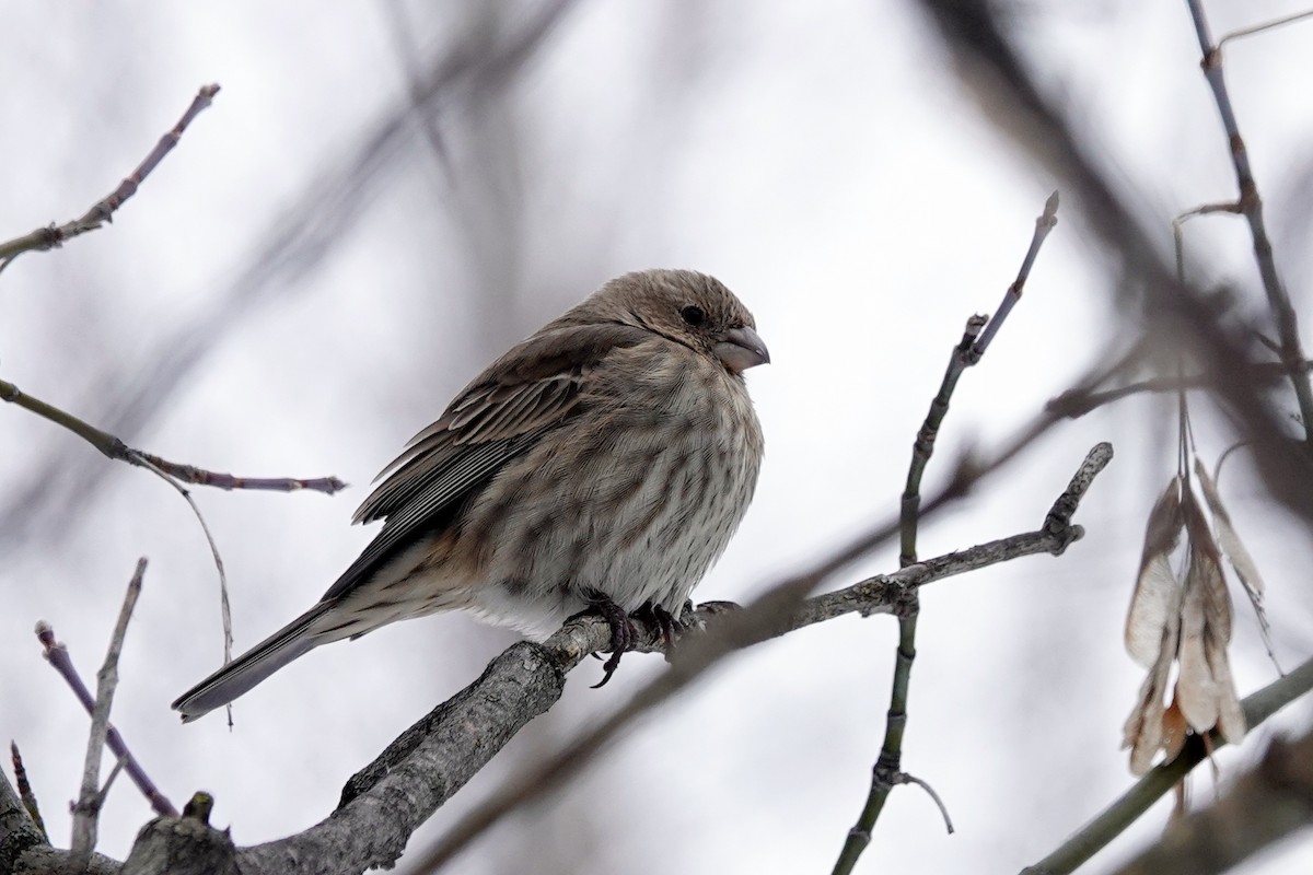 eBird Checklist 24 Jan 2024 Boisé SteDorothée 13 species