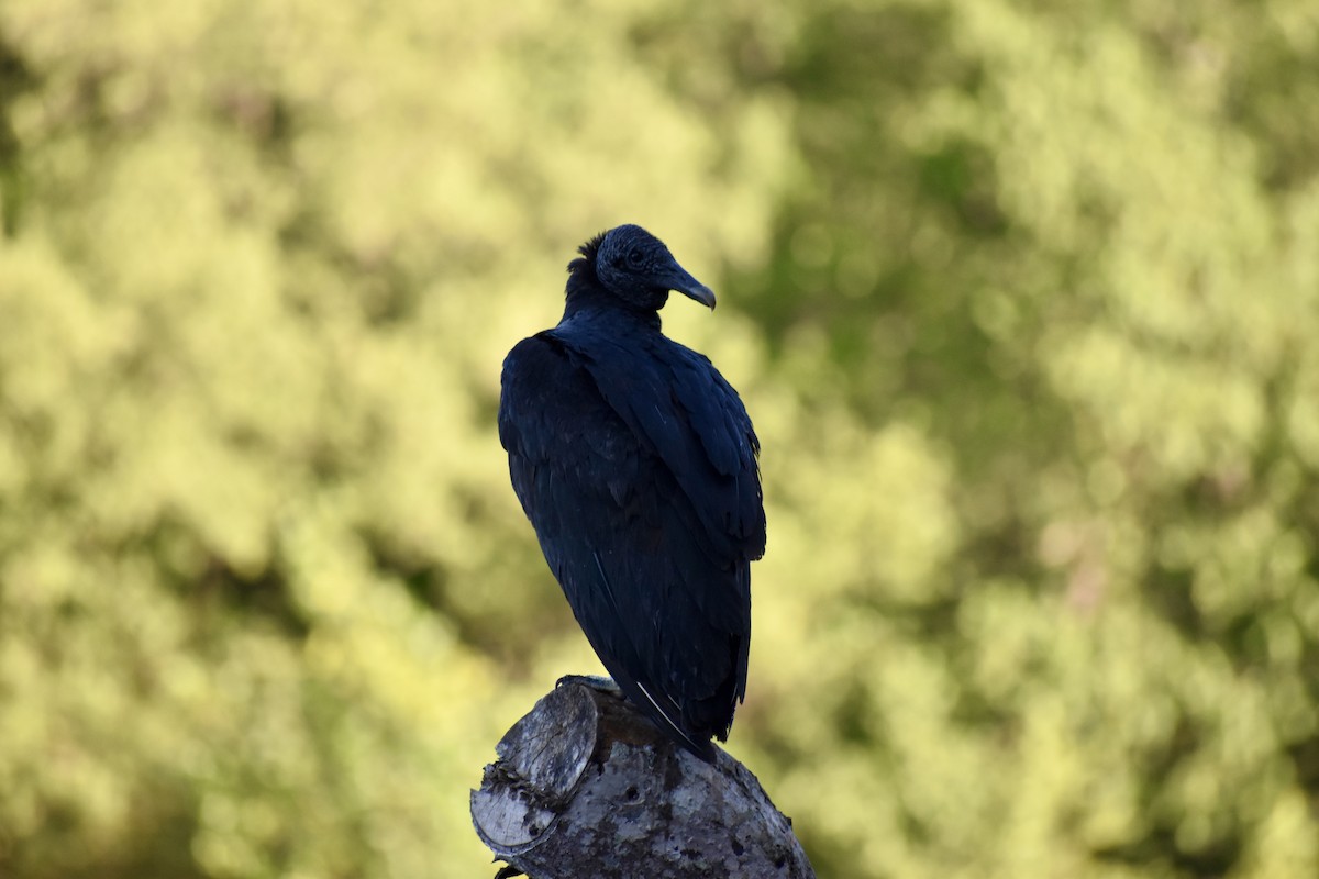 Black Vulture - ML613947245