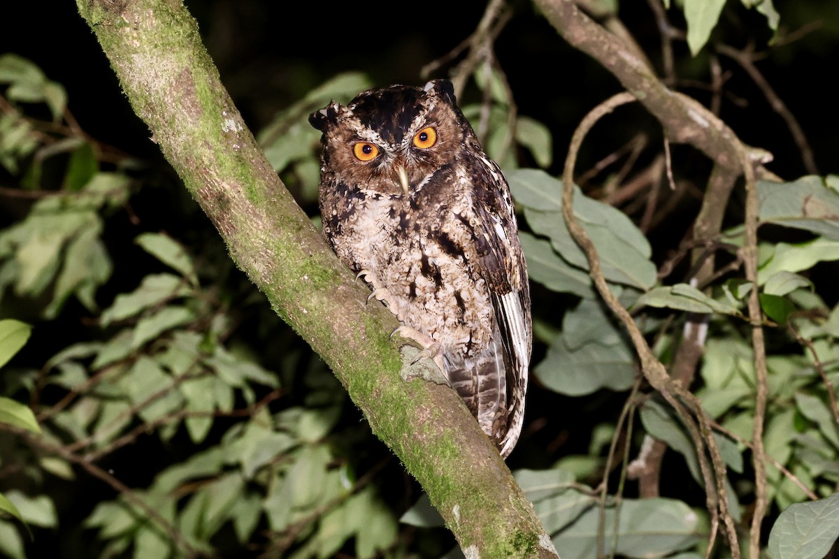 Rajah Scops-Owl (Sumatran) - Jonathan Slifkin
