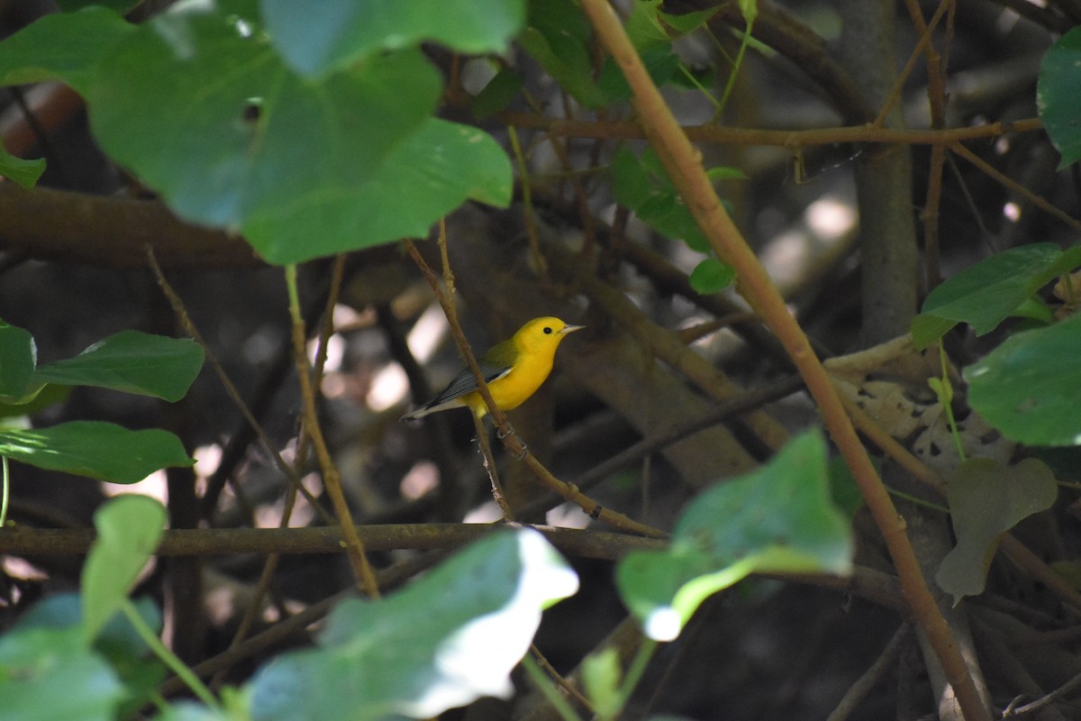 Prothonotary Warbler - ML613947302