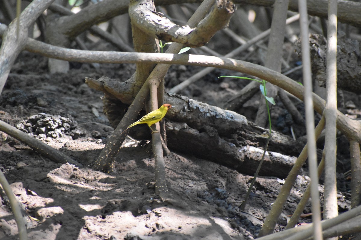 Yellow Warbler - ML613947305