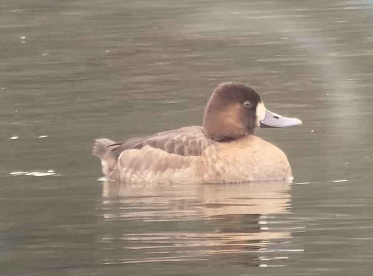 Greater Scaup - ML613947411