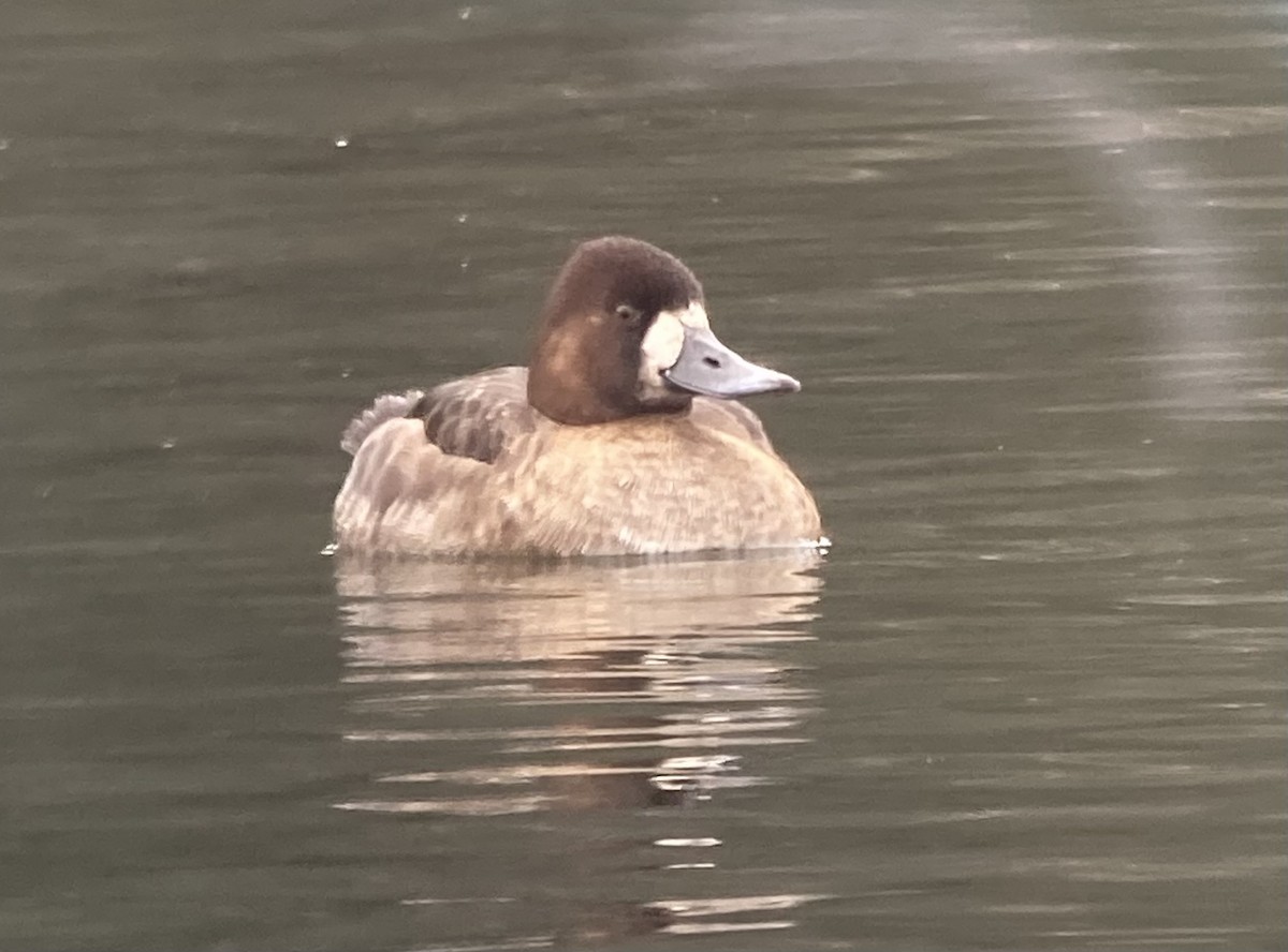 Greater Scaup - ML613947412