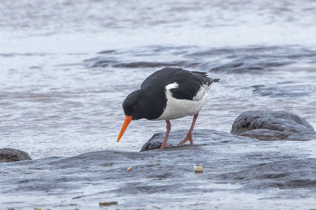 eBird Checklist - 24 Jan 2024 - Thornham to Gore Point - 31 species