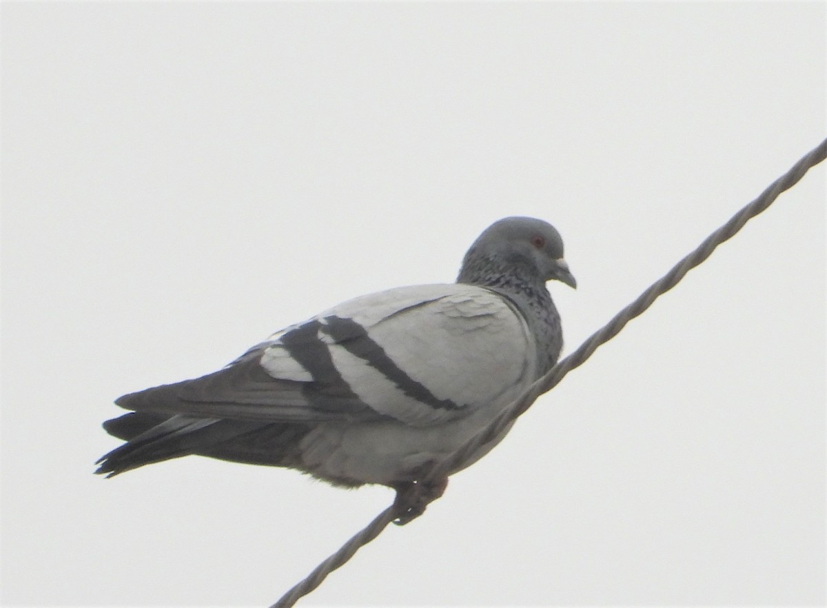 Rock Pigeon (Feral Pigeon) - ML613948064
