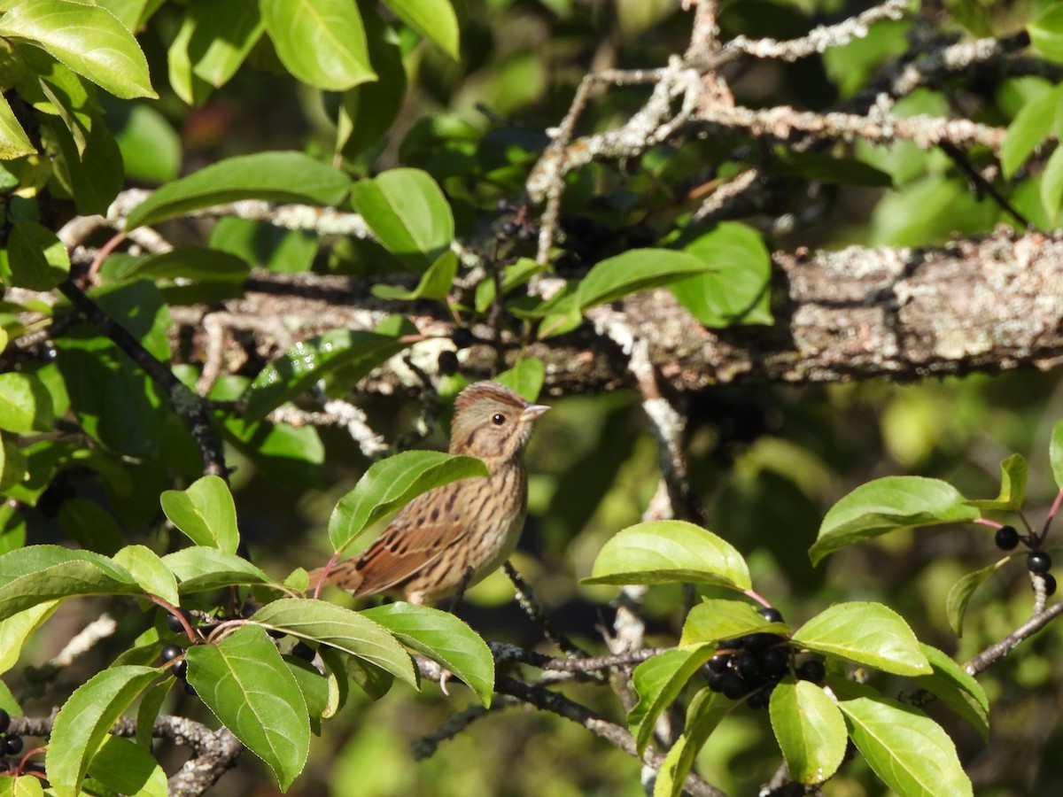 Lincoln's Sparrow - Gwen HK