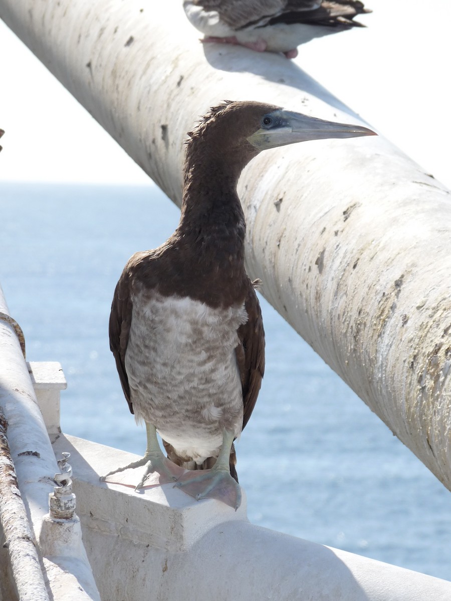 Brown Booby - ML613948143