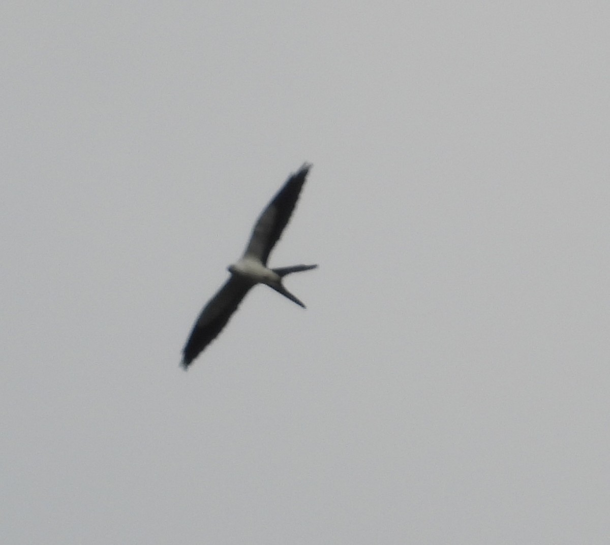 Swallow-tailed Kite - ML613948264