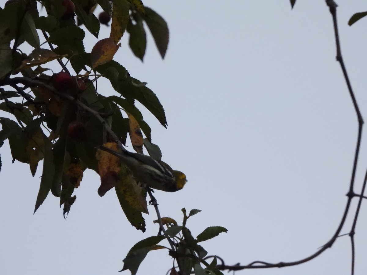 Black-throated Green Warbler - ML613948339