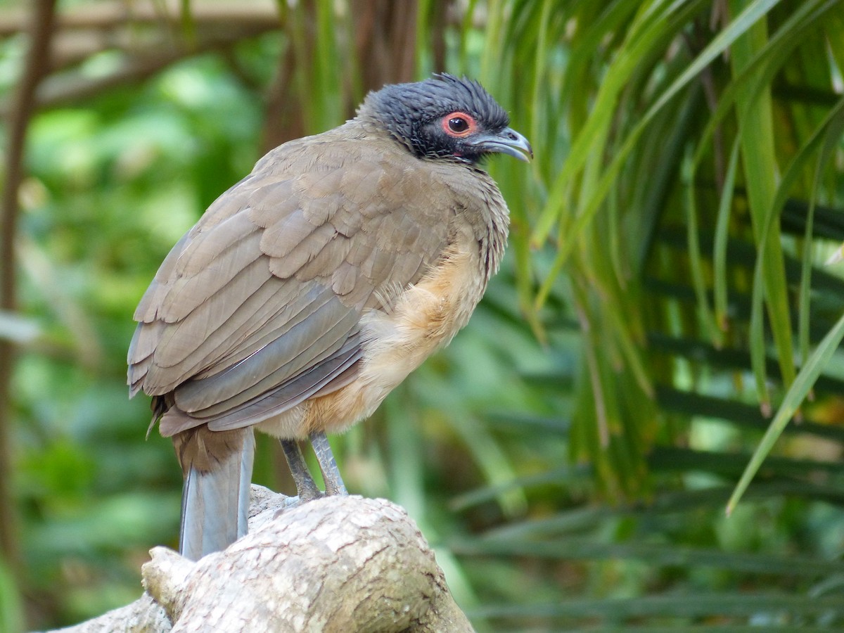 West Mexican Chachalaca - ML613948923