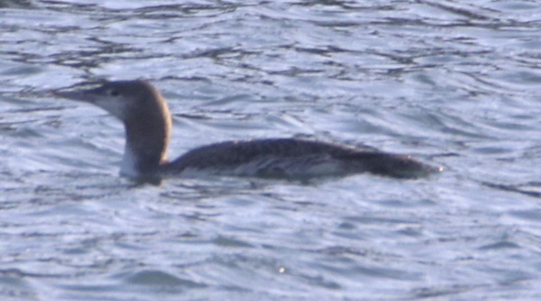 Red-throated Loon - ML613949052