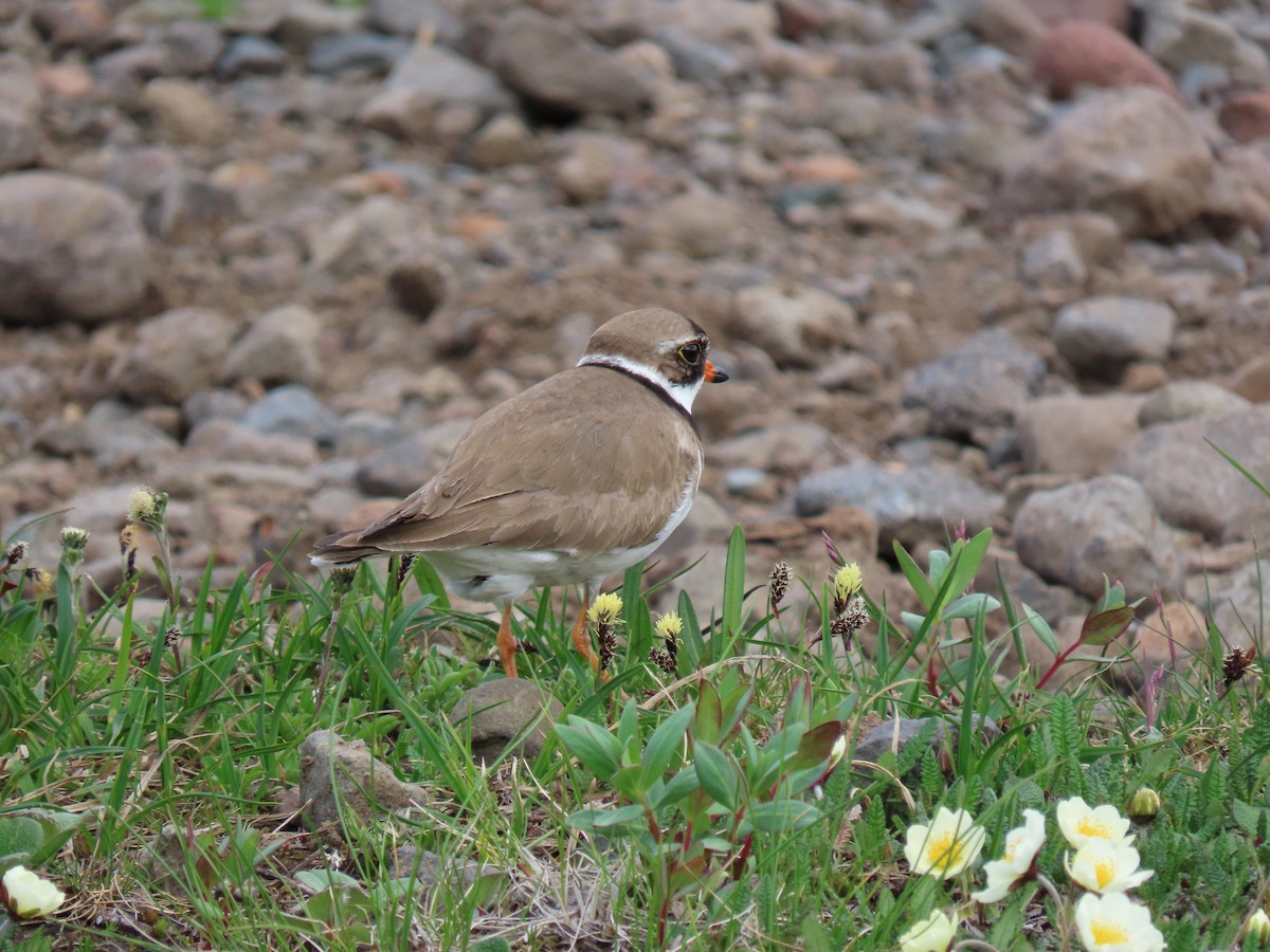 Semipalmated Plover - ML613949145