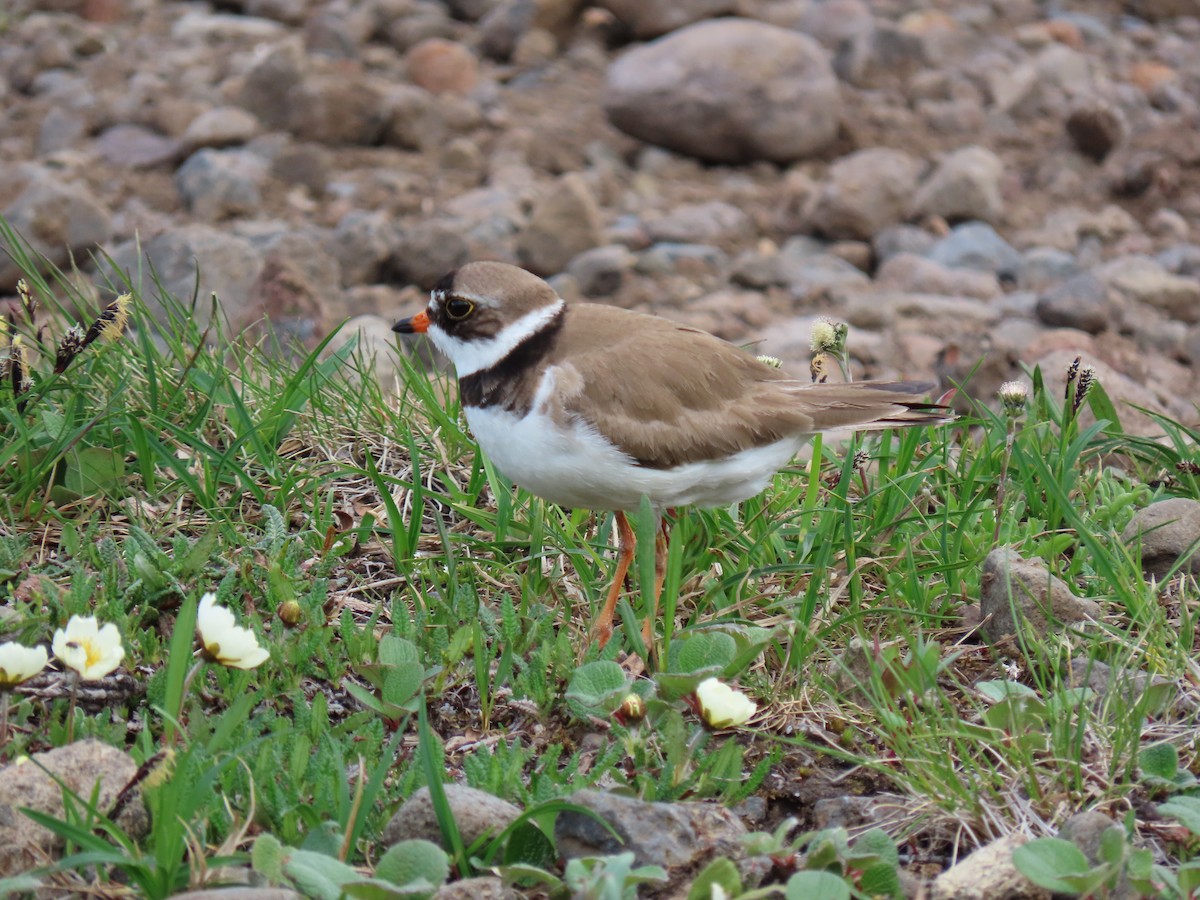 Semipalmated Plover - ML613949147