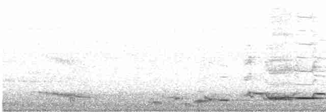 Flötenkrähenstar (telonocua/tyrannica) - ML613949239