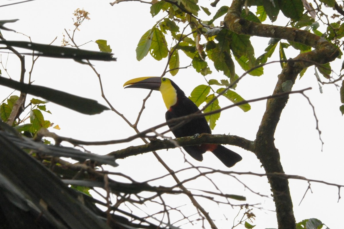 Yellow-throated Toucan (Chestnut-mandibled) - ML613949287