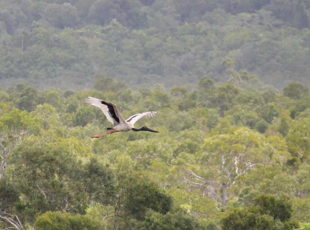 Black-necked Stork - ML613949603