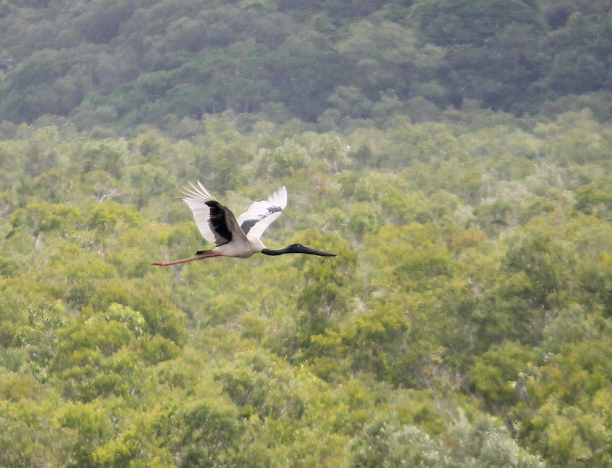 Black-necked Stork - ML613949604