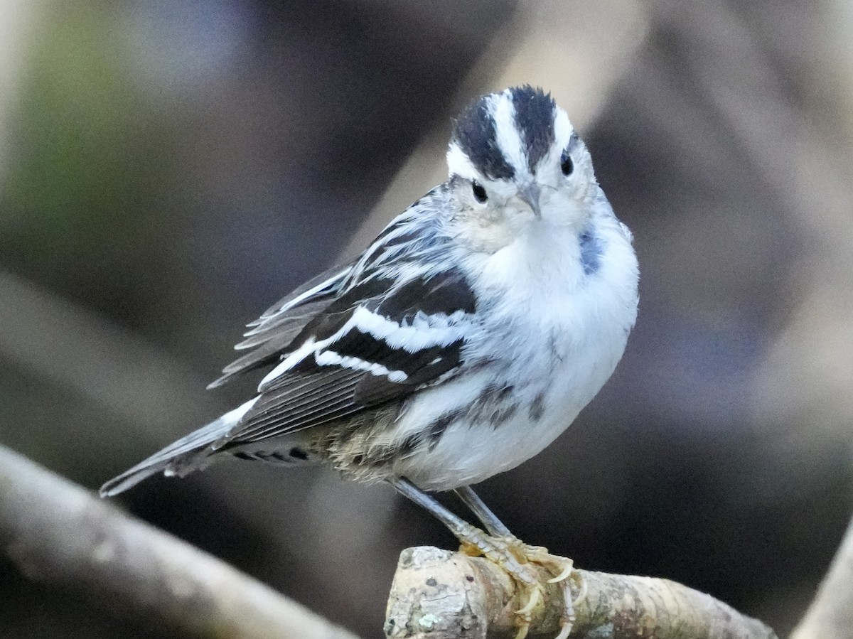 Black-and-white Warbler - ML613949668