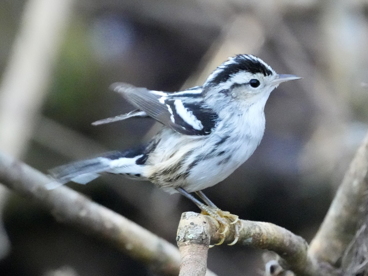 Black-and-white Warbler - ML613949669