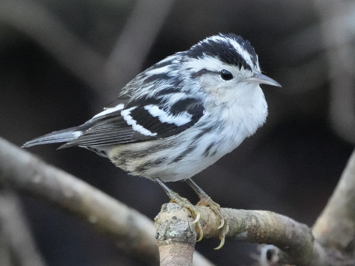Black-and-white Warbler - ML613949670