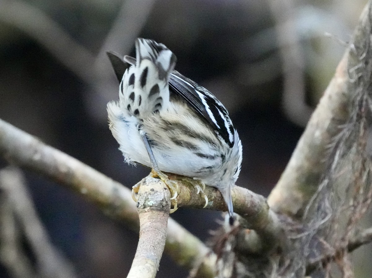 Black-and-white Warbler - ML613949671