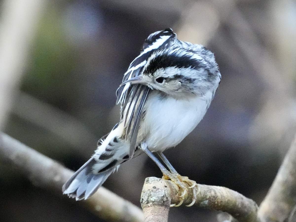 Black-and-white Warbler - ML613949672