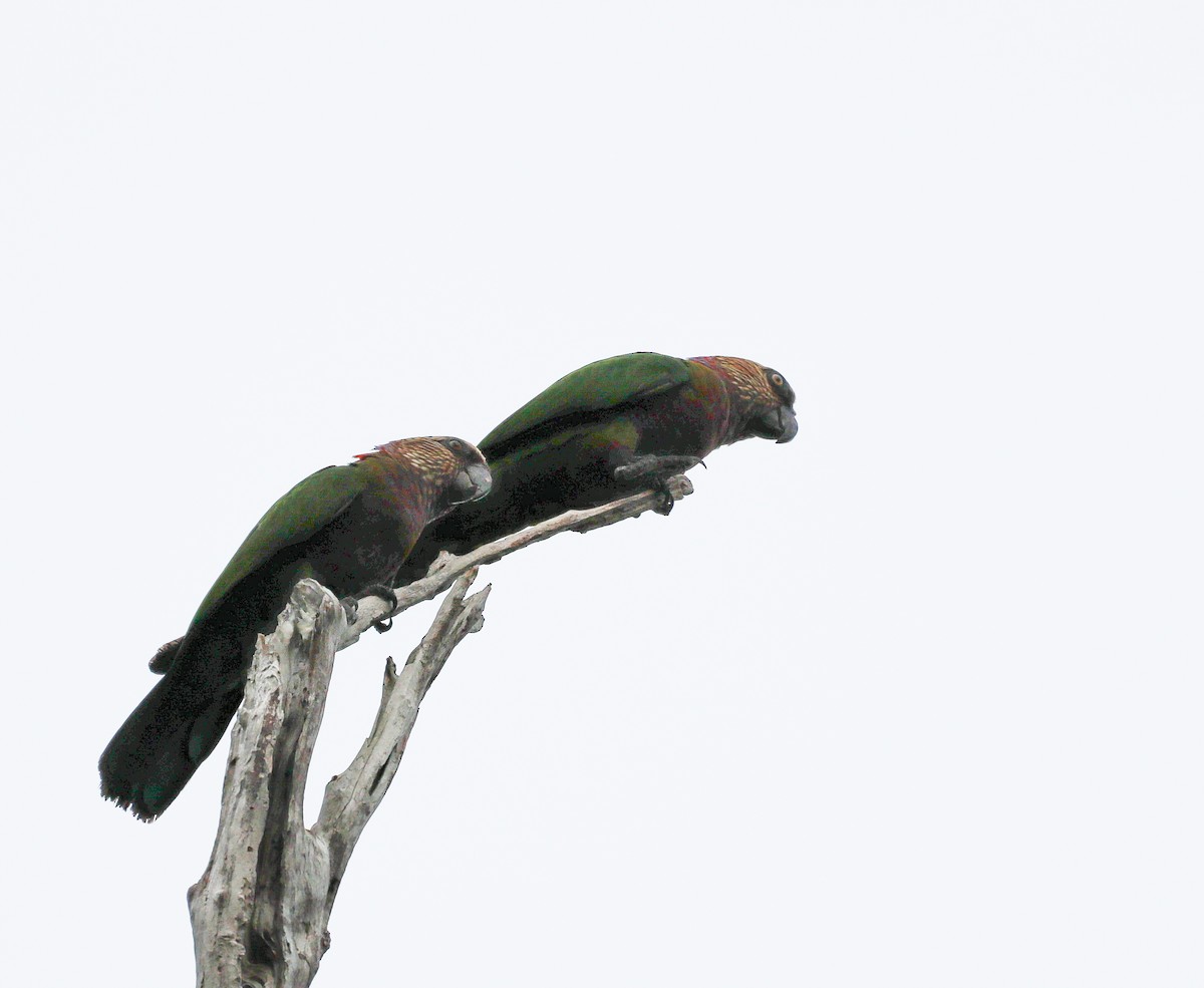 Веерный попугай - ML613949957