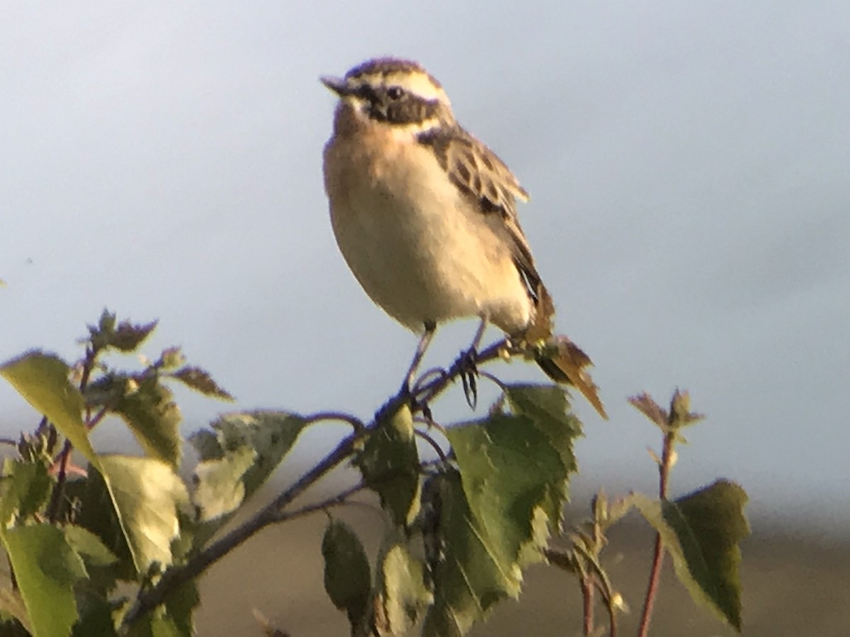 Whinchat - Stephen Bailey