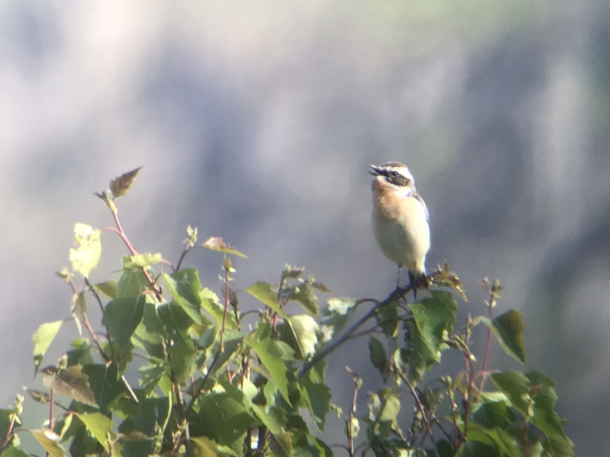 Whinchat - ML613949982