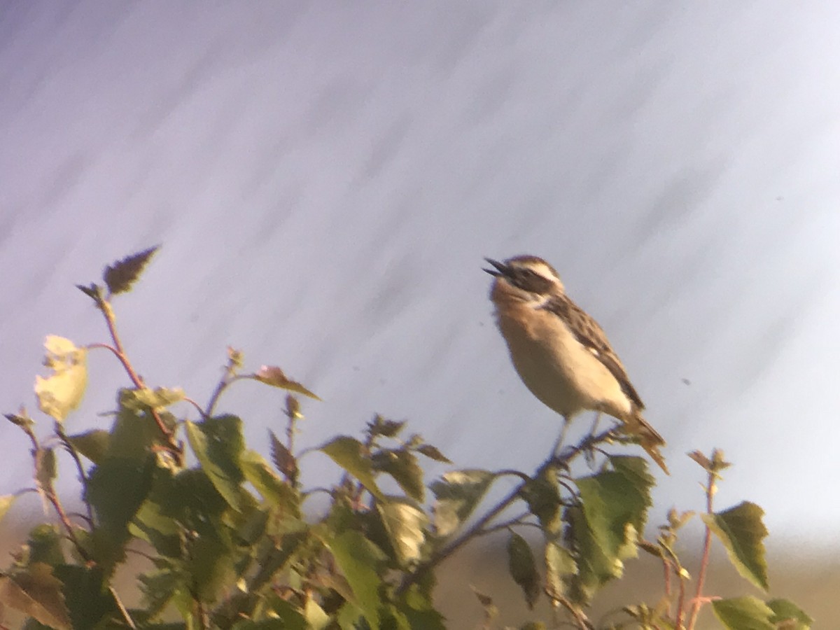 Whinchat - ML613949983