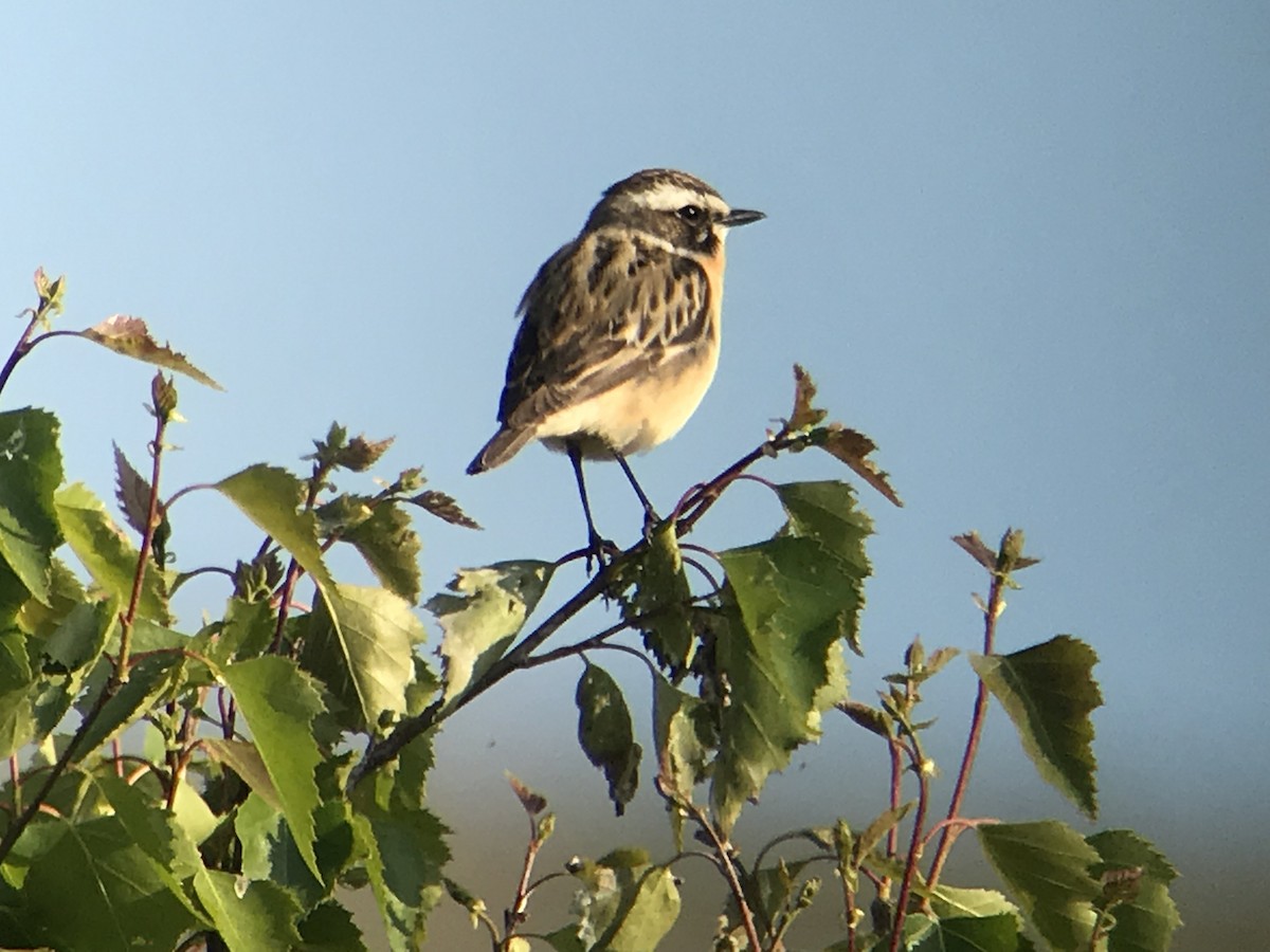 Whinchat - ML613949984