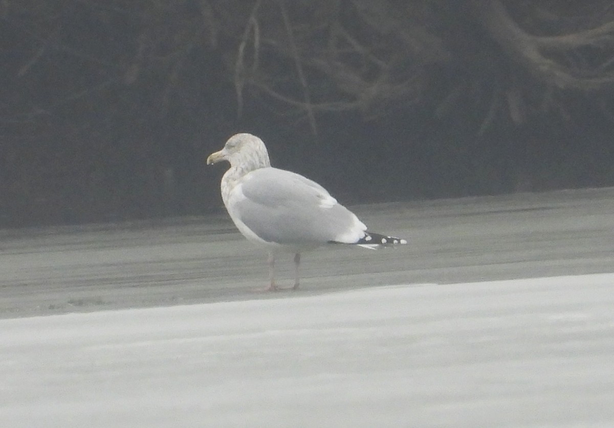 ebird-checklist-24-jan-2024-kincheloe-road-33-species