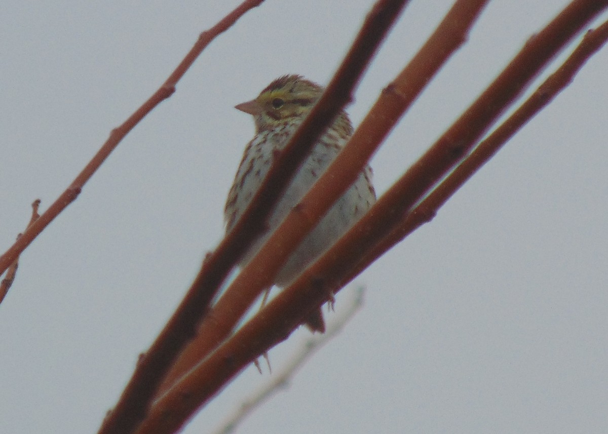 Savannah Sparrow - ML613950015
