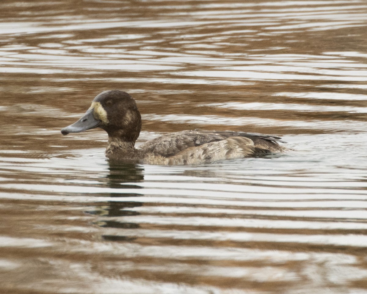 Greater Scaup - ML613950070