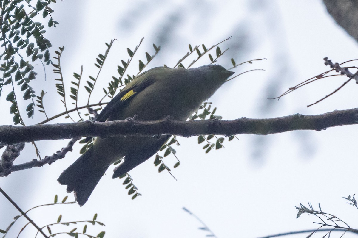 Yellow-winged Tanager - ML613951069