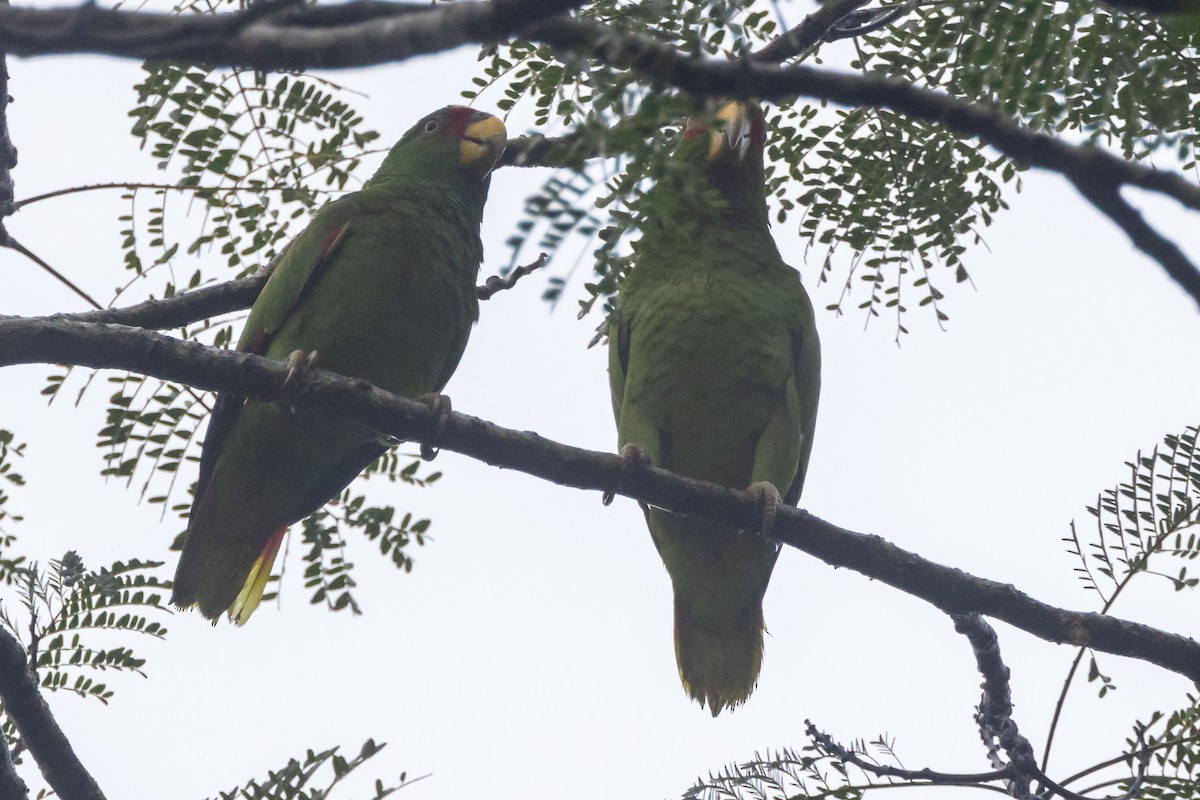 White-fronted Parrot - ML613951073