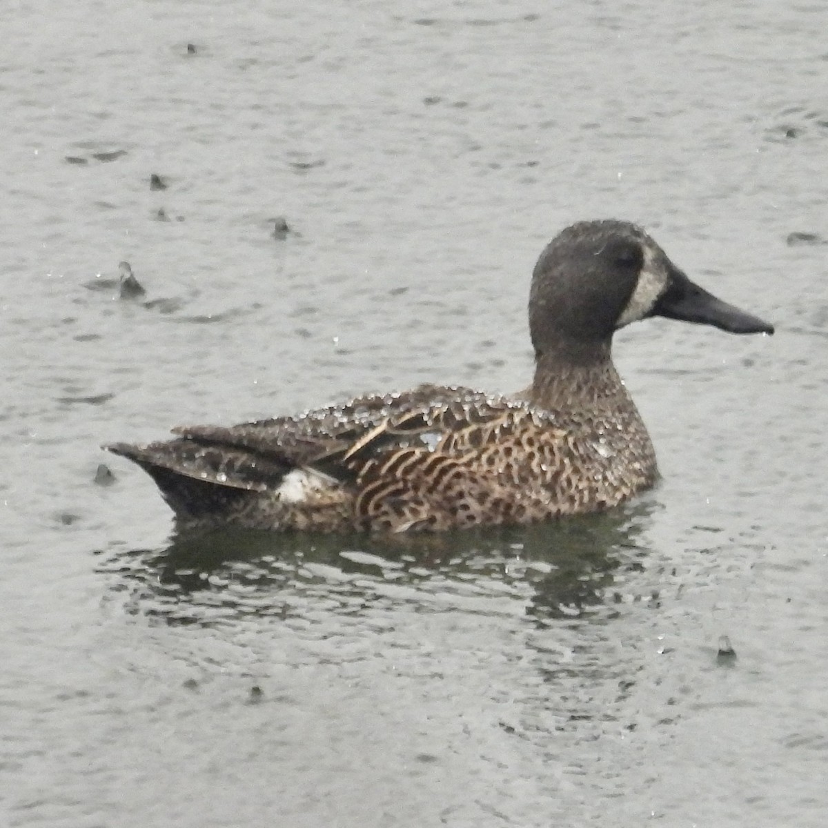 Blue-winged Teal - ML613951269