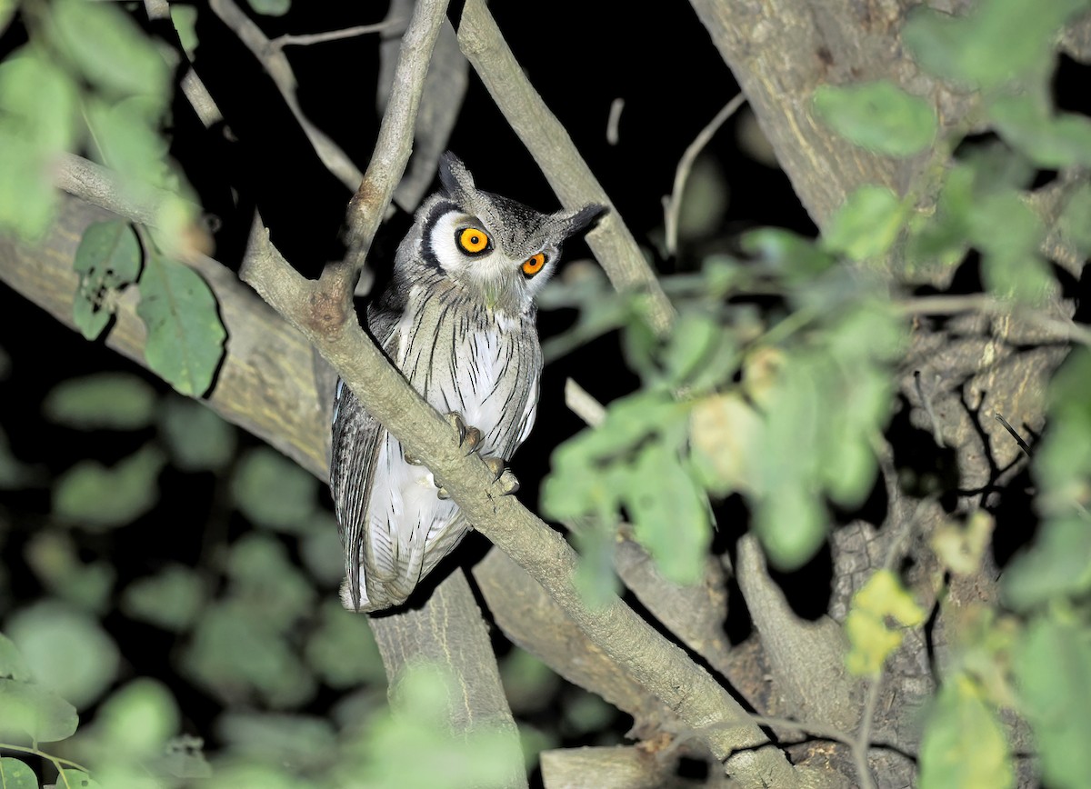 Northern White-faced Owl - ML613951563