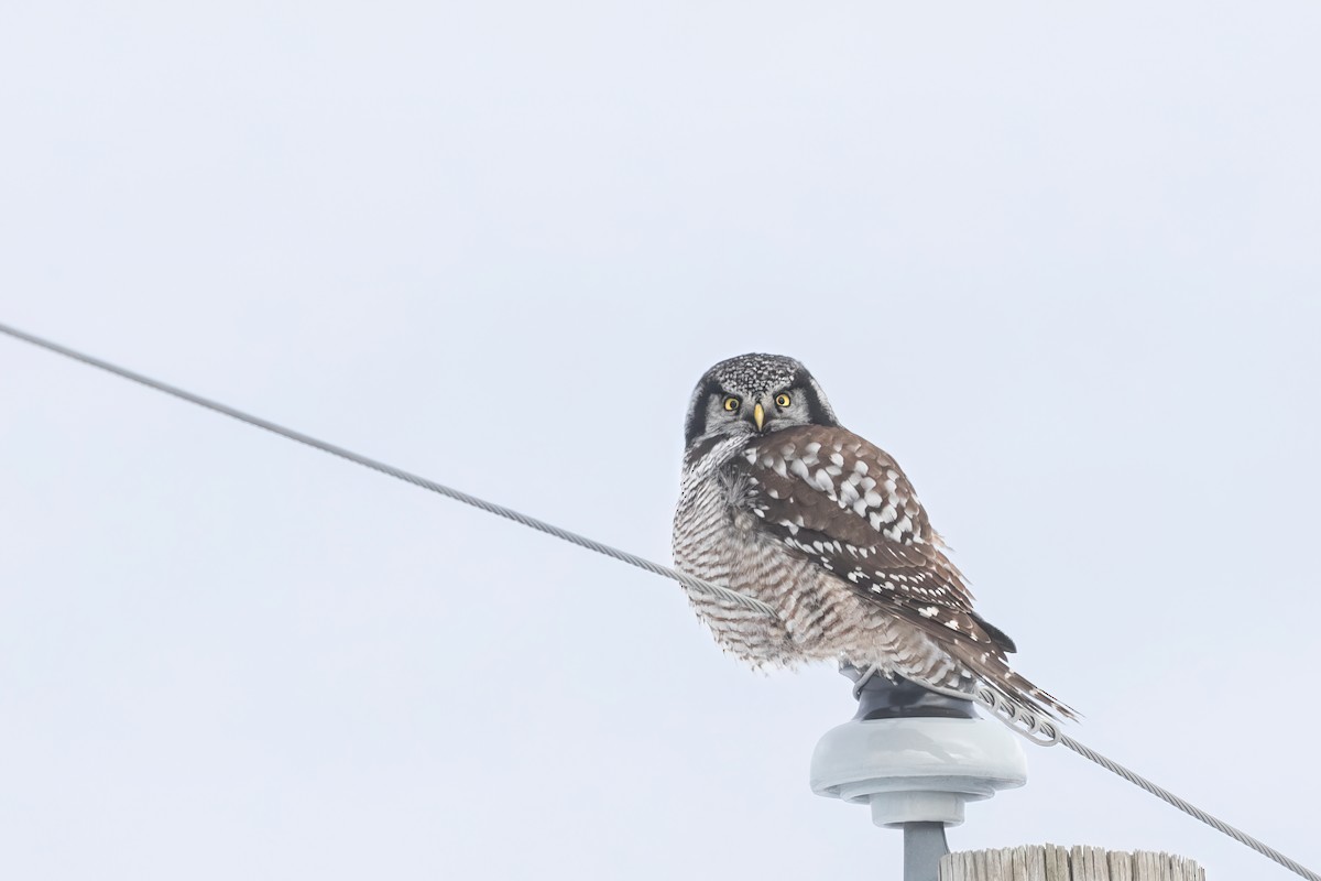 Northern Hawk Owl - ML613951584