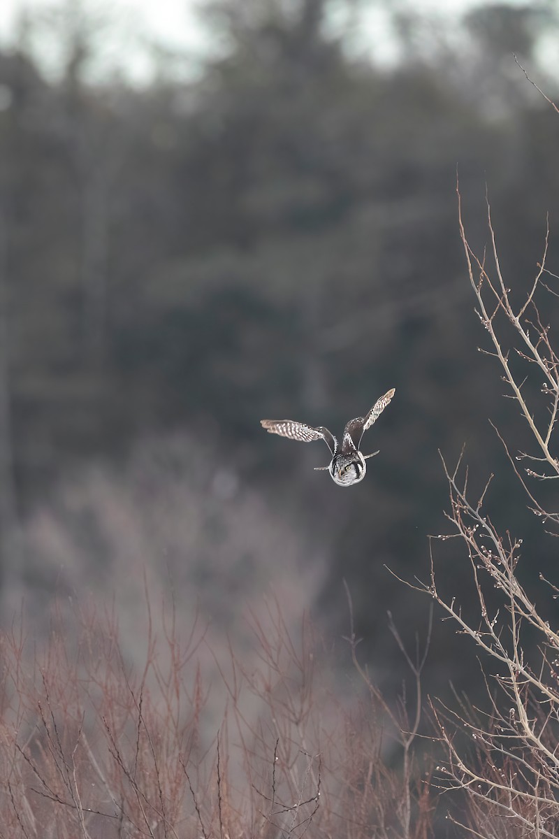 Northern Hawk Owl - Davey Walters