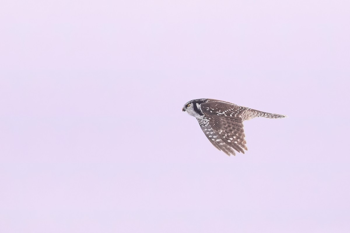 Northern Hawk Owl - ML613951596