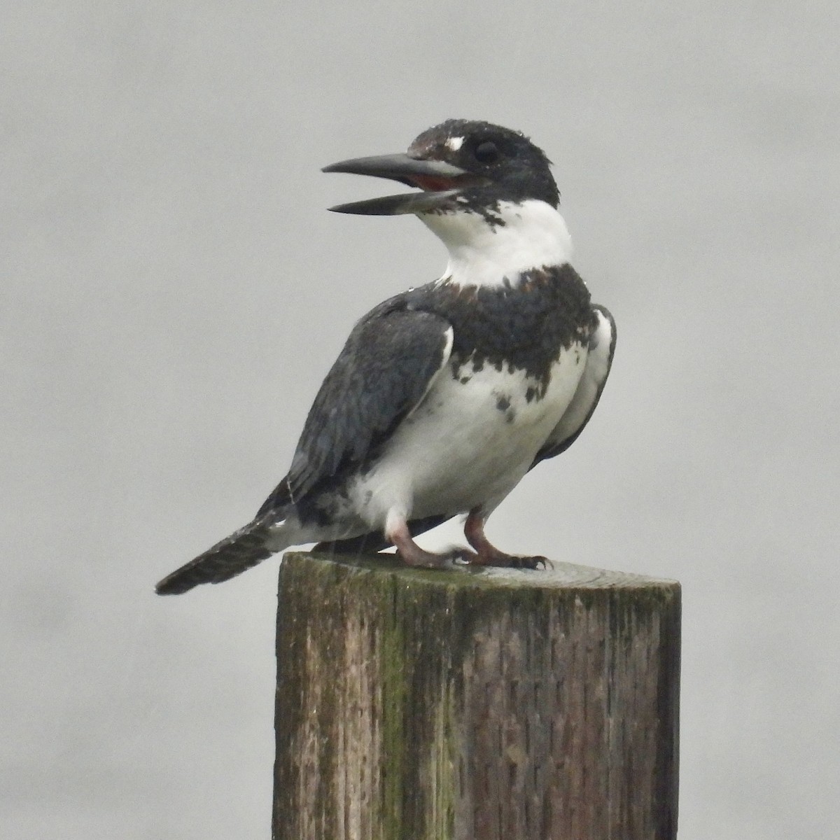 Belted Kingfisher - ML613951756