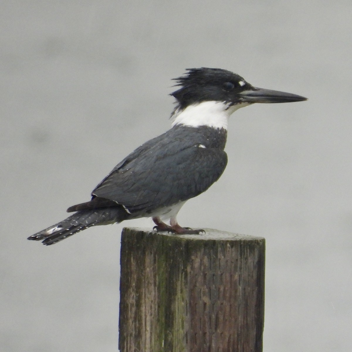 Belted Kingfisher - ML613951763