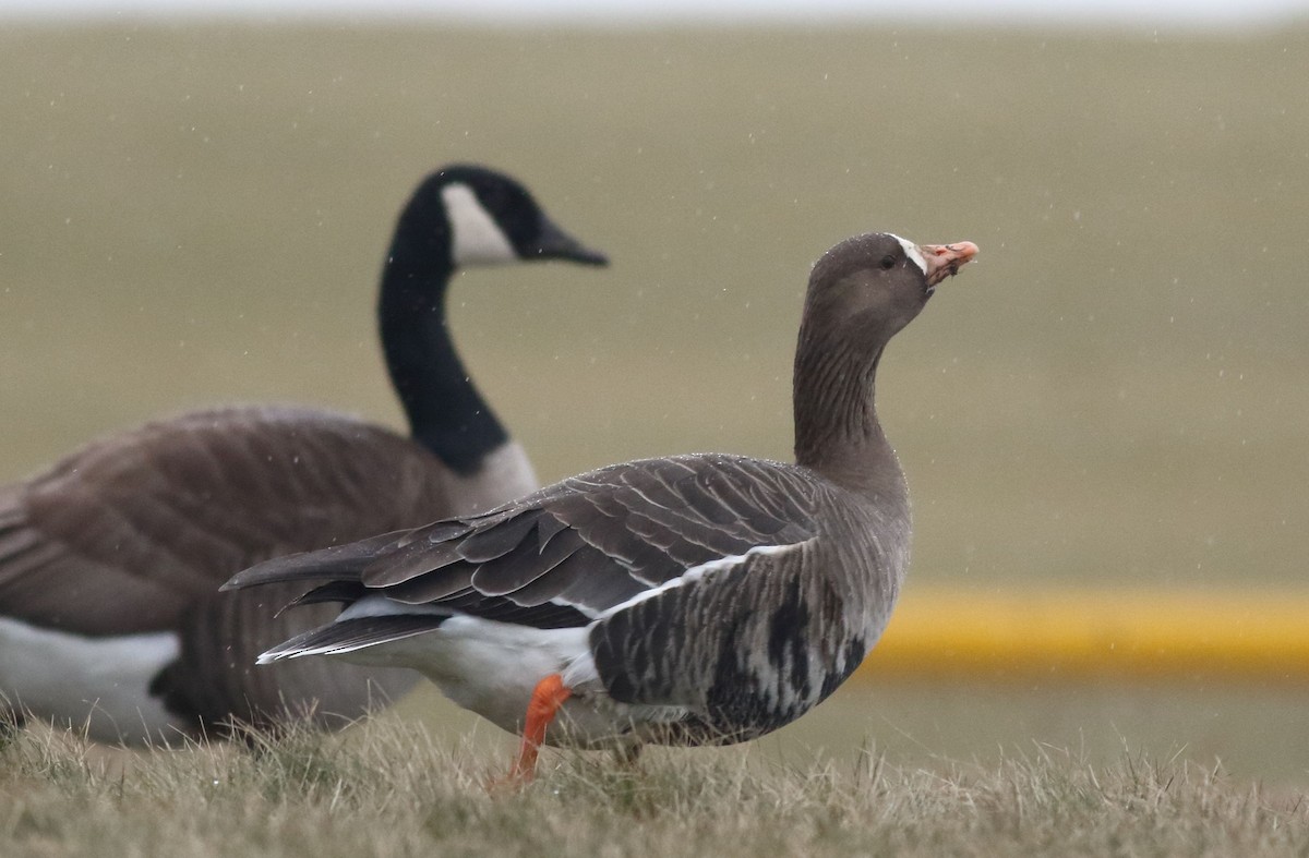 Greater White-fronted Goose - ML613951798